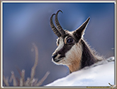 CHAMOIS
